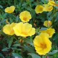 Yellow Purslane Flower Seeds – Heirloom Non-GMO High Germination Organic Garden Seeds