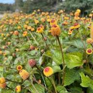 Yellow Acmella Flower Seeds – Heirloom, Non-GMO, High Germination Organic Garden Seeds