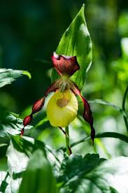 Yellow Marron Cypripedium Flower Seeds – Heirloom, Non-GMO, High Germination Organic Seeds