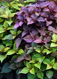 Perilla Red Leaf Shiso Herb Plant Seeds Heirloom Non-GMO High Germination Organic Garden Seeds for Planting