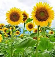 Yellow Mammoth Russian Sunflower Seeds Heirloom Non-GMO High Germination Organic Garden Seeds
