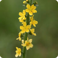 Yellow Agrimony Flower Seeds – Heirloom, Non-GMO, High Germination