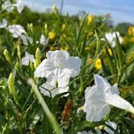 Petunia Flower Seeds White Heirloom Non-GMO High Germination Organic Garden Seeds for Planting