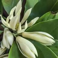 White Michelia Flower Seeds Heirloom Non-GMO High Germination Organic Garden Seeds