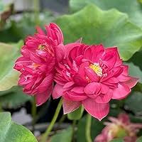 Pink Rhizoma Flower Seeds Heirloom Non-GMO High Germination Organic Garden Seeds for Planting