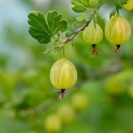 European Gooseberry Seeds (Ribes uva-crispa) for Planting – Heirloom Non-GMO Organic Garden Seeds High Germination Vitamin C Rich Fruit Seeds