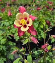 Yellow Red Aquilegia Flower Seeds for Planting Heirloom Non-GMO High Germination Organic Garden Seeds