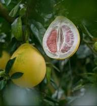 Pomelo Seeds Orange – Heirloom, Non-GMO, High Germination Organic Garden Seeds for Planting