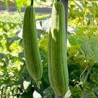 Luffa Seeds – Heirloom Non-GMO High Germination Organic Garden Seeds