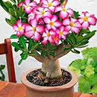 Pink White Adenium Flower Seeds Heirloom Non-GMO High Germination Organic Garden Seeds