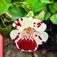 White Red Mimulus Tigrinus Flower Seeds – Heirloom, Non-GMO, High Germination Organic Garden Seeds for Planting