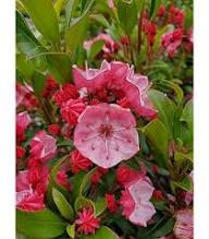 Laurel Flower Seeds Organic Pink – Heirloom, Non-GMO, High Germination Seeds