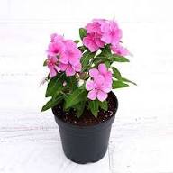 Vinca Flower Seeds Pink – Heirloom Non-GMO High Germination Organic Garden Seeds