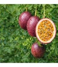 Grandilla Seeds Heirloom Non-GMO High Germination Organic Garden Seeds for Planting