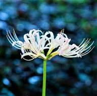 White Lycoris Flower Seeds Heirloom Non-GMO High Germination Organic Garden Seeds for Planting