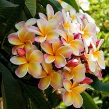 Pink Orange Plumeria Alba Flower Seeds Heirloom Non-GMO High Germination Organic Garden Seeds for Planting