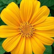 Yellow Rotundifolia Flower Seeds Heirloom Non-GMO High Germination Organic Garden Seeds for Planting