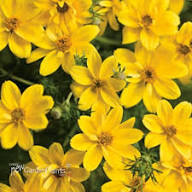 Yellow Bidens Erigeron Flower Seeds for Planting – Heirloom, Non-GMO, High Germination Organic Garden Seeds