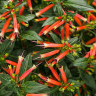 Red Cuphea Ignea Flower Seeds for Planting – Heirloom, Non-GMO, High Germination Organic Garden Seeds