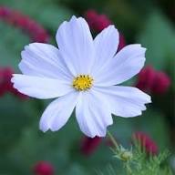 Semillas de Cosmos Blancas de Herencia No Transgénicas de Alta Germinación Semillas Orgánicas para Jardín