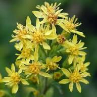 Yellow Solidago Flowers Seeds Heirloom Non-GMO High Germination Organic Garden Seeds for Planting