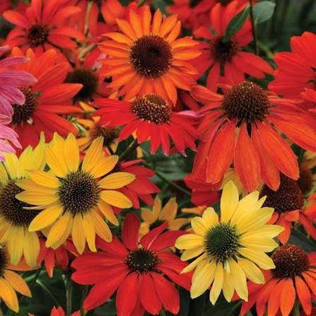 Echinacea Cheyenne Spirit Mix Flower Seeds for Planting – Heirloom, Non-GMO Garden Seeds