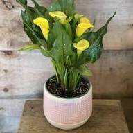 Gelbe Spathiphyllum Blumensamen Erbstück gentechnikfrei hohe Keimrate Bio-Gartensamen zum Pflanzen