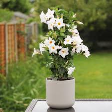 White Dipladenia Flower Seeds – Heirloom, Non-GMO, High Germination Seeds