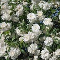 White Climbing Zephirine Flowers Seeds – Heirloom Non-GMO High Germination