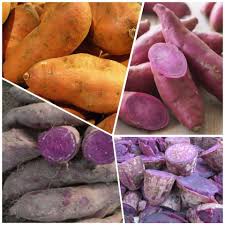 Mixed Sweetpotato Seeds – Heirloom, Non-GMO, High Germination Organic Garden Seeds Planting