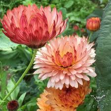 Triangle Flashback  Calendula Flower Seeds for Planting | Heirloom Non-GMO Garden Seeds