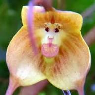 Monkey Face Orchid Flowers Seeds Heirloom Non-GMO High Germination Organic Garden Seeds for Planting