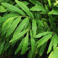 Green Cardamom Green Seed Heirloom Non-GMO High Germination Organic Garden Seeds for Planting