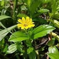 Yellow Daisy Flower Seeds – Heirloom Non-GMO High Germination Organic Garden Seeds