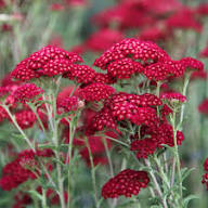 Yarrow Flower Seeds Red – Heirloom Non-GMO High Germination Organic Garden Seeds