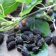 Black Myrtle Fruit Seeds for Planting – Heirloom, Non-GMO, High Germination Organic Garden Seeds for Sweet &amp; Tart Fruits