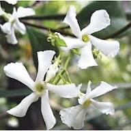 White Trachelospermum Flower Seeds Heirloom Non-GMO High Germination Organic Garden Seeds for Planting