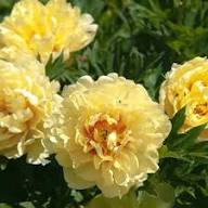 Yellow Paeonia Flower Seeds Heirloom Non-GMO High Germination Organic Seeds