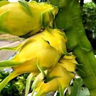 Fresh Light Green Pitaya Fruit Seeds for Planting – Easy to Grow, Heirloom Non-GMO High Germination Organic Garden Seeds for Tropical Fruits