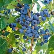 Blueberry Fruit Seeds for Planting – Delicious Berry Harvests Heirloom Non-GMO Organic Garden Seeds High Germination Seeds for Planting Seeds for Planting