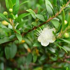 Lemon Myrtle Plant Seeds Green – Heirloom, Non-GMO, High Germination Organic Garden Seeds for Planting