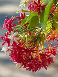 Red Combretum Flower Seeds – Heirloom, Non-GMO, High Germination Organic Garden Seeds for Planting