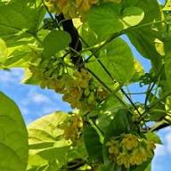 Yellow Telosma Flower Seeds Heirloom Non-GMO High Germination Organic Garden Seeds