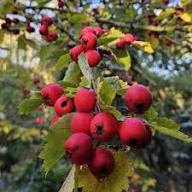 English Hawthorn (Crataegus laevigata) Seeds – Hardy Heirloom Trees with Beautiful Berries Fast-Growing Vitamin C Rich Juicy Trees Heirloom &amp; Non-GMO Seeds Seeds for Planting Organic Garden Seeds High Germination