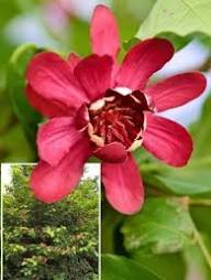 Pink Calycanthus Flower Seeds – Heirloom, Non-GMO, High Germination Organic Garden Seeds for Planting