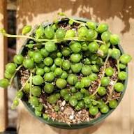 Pearl Plant Seeds Green – Heirloom, Non-GMO, High Germination Organic Garden Seeds for Planting
