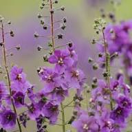 Lila Königskerze Blumensamen – Heirloom, gentechnikfrei, hochkeimende Bio-Gartensamen zum Pflanzen