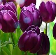 Violet Tulip Flower Seeds – Heirloom Non-GMO High Germination Organic Garden Seeds for Planting