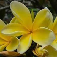 Plumbago Flower Seeds Yellow – Heirloom, Non-GMO, High Germination Organic Garden Seeds for Planting Seeds for Planting