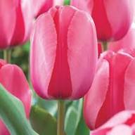 Pink Tulip Flower Seeds for Planting – Heirloom, Non-GMO, High Germination Organic Garden Seeds for Planting Seeds for Planting